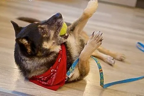 Może być cały Twój! Adoptuj Bastera :),  lubelskie