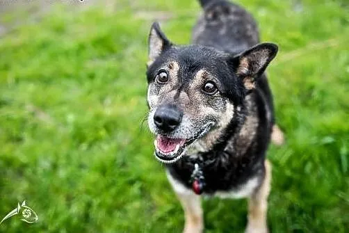 Może być cały Twój! Adoptuj Bastera :),  lubelskie