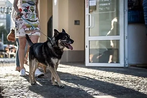 Może być cały Twój! Adoptuj Bastera :),  lubelskie