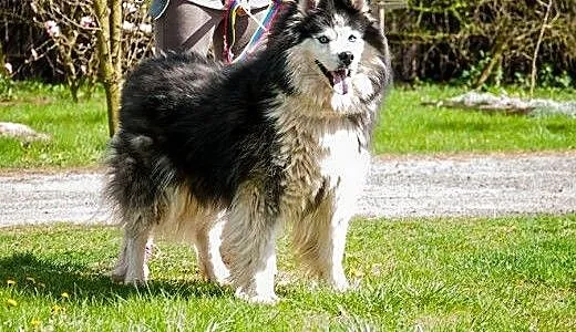 Denis - piękny, radosny husky szuka domu, Kundelk
