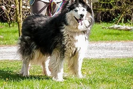 Denis - piękny, radosny husky szuka domu,  Kundelk