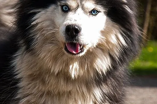 Denis - piękny, radosny husky szuka domu,  Kundelk