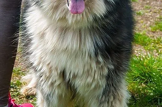 Denis - piękny, radosny husky szuka domu,  Kundelk