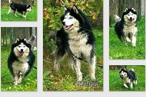 Denis - piękny, radosny husky szuka domu,  Kundelk