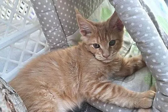 Piękny rudy Maine coon, Kujawsko-pomorskie, Żurawia