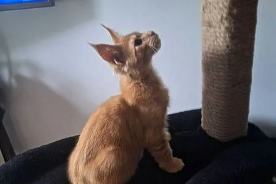 Piękny rudy Maine coon, Kujawsko-pomorskie, Żurawia