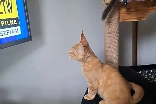 Piękny rudy Maine coon, Kujawsko-pomorskie, Żurawia