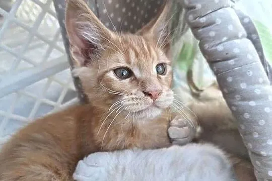 Piękny rudy Maine coon, Kujawsko-pomorskie, Żurawia