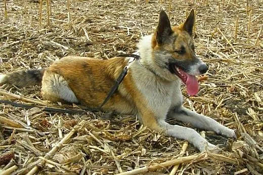 Asan - pięknie umaszczony młody psiak szuka kochaj