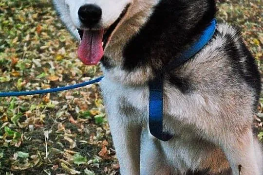 Młoda, grzeczna i przyjazna suczka husky pozostawiona na pewną śmierć
