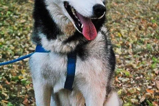 Młoda, grzeczna i przyjazna suczka husky pozostawi