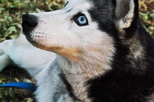 Młoda, grzeczna i przyjazna suczka husky pozostawi
