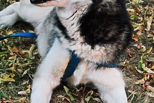Młoda, grzeczna i przyjazna suczka husky pozostawi