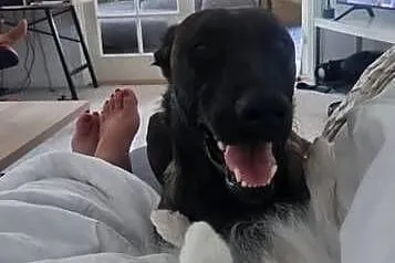 Szczeniak Owczarek Belgijski Malinois szczeniak gotowe do wydania