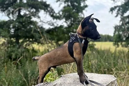 Szczeniak Owczarek Belgijski Malinois szczeniak gotowe do wydania, Małopolskie, Tarnów