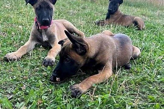 Szczeniak Owczarek Belgijski Malinois szczeniak gotowe do wydania, Małopolskie, Tarnów