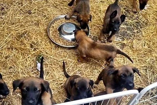 Szczeniak Owczarek Belgijski Malinois szczeniak gotowe do wydania, Małopolskie, Tarnów