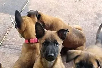 Szczeniak Owczarek Belgijski Malinois szczeniak gotowe do wydania, Małopolskie, Tarnów