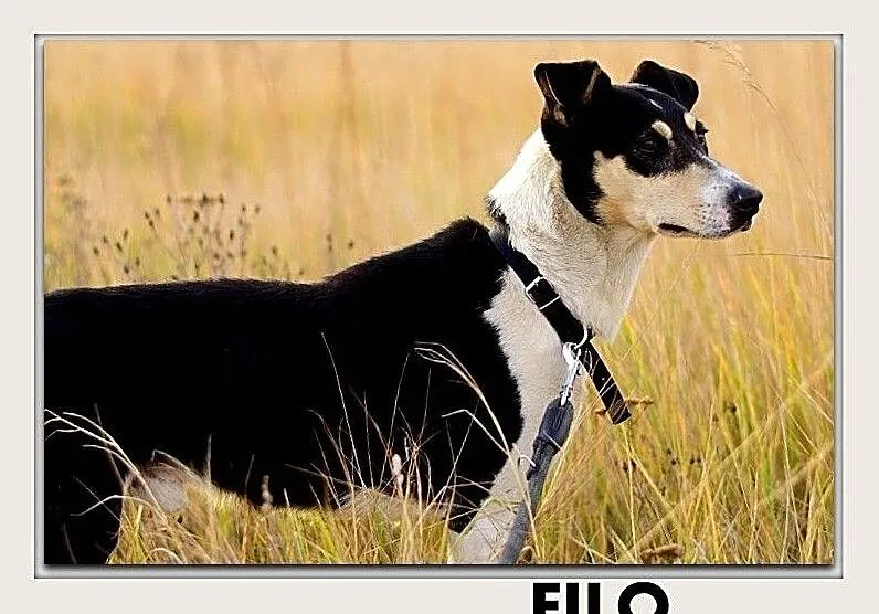 FILO,średni,łagodny,aktywny,szczepiony piesek.ADOPCJA, Mazowieckie, Warszawa