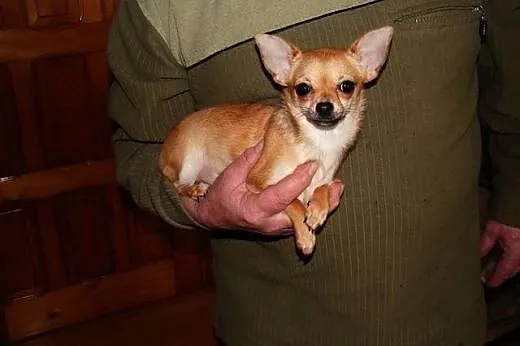 Chihuahua suczka,  małopolskie Sucha Beskidzka