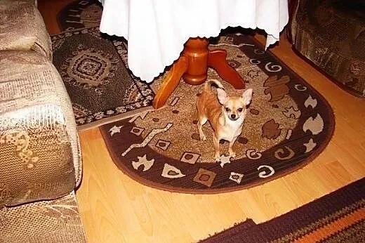 Chihuahua suczka,  małopolskie Sucha Beskidzka