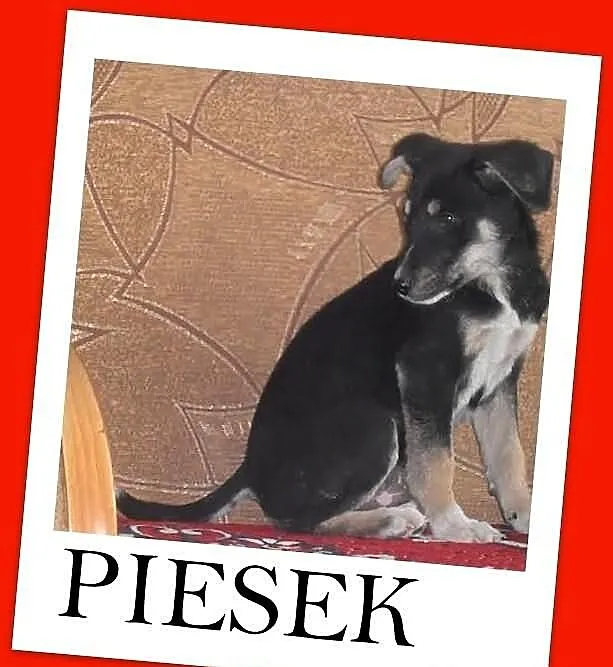 Szczeniaki,pies,suczka,średnie, 3 miesięczne,odrob
