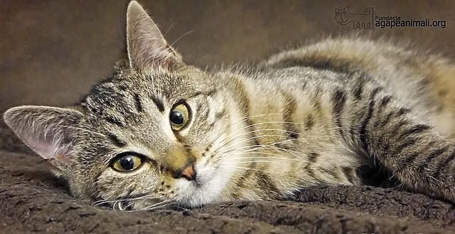 Wanda szuka domu! Agapeanimali