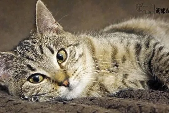 Wanda szuka domu! Agapeanimali
