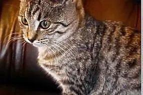 Wanda szuka domu! Agapeanimali