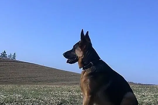 Owczarek niemiecki owczarki niemieckie szczenięta 