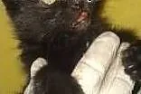 Malutkie śliczne czarne kociaki zabrane  placu bud, Słupsk