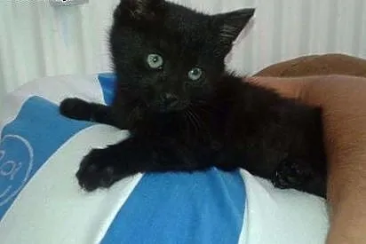 Malutkie śliczne czarne kociaki zabrane  placu bud
