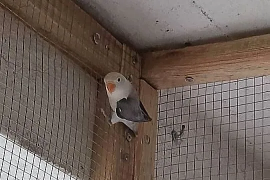 Młode nierozłączki Fischera, Łódzkie, Łask