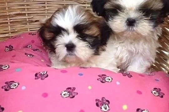 Shih-tzu shih tzu szczeniaki, Opole