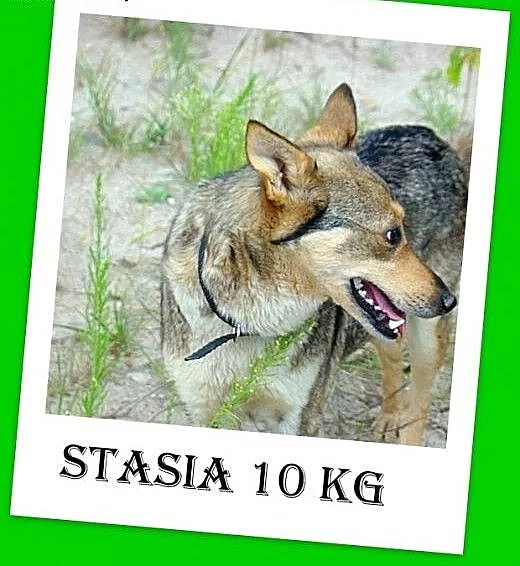 10kg,wilczasta,łagodna,przyjaxzna,delikatna suczka