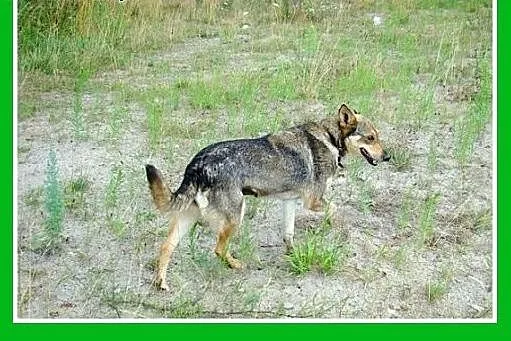10kg,wilczasta,łagodna,przyjaxzna,delikatna suczka
