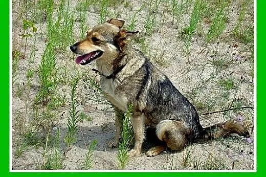10kg,wilczasta,łagodna,przyjaxzna,delikatna suczka
