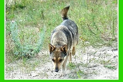 10kg,wilczasta,łagodna,przyjaxzna,delikatna suczka