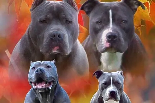 American Staffordshire Terrier Amstaff Blue