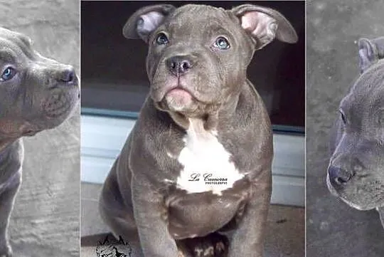 American Staffordshire Terrier Amstaff Blue, Opolskie, Paczków
