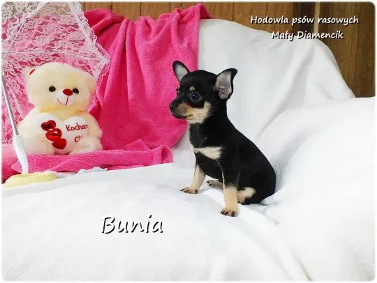 Mini Suczka BUNIA Ratlerek XS! Pinczer miniaturowy +Rodowód Do Odbioru Tel. 739052954, , Lubsko