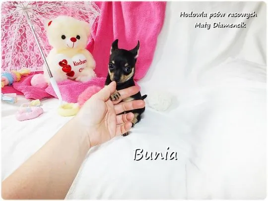 Mini Suczka BUNIA Ratlerek XS! Pinczer miniaturowy +Rodowód Do Odbioru Tel. 739052954