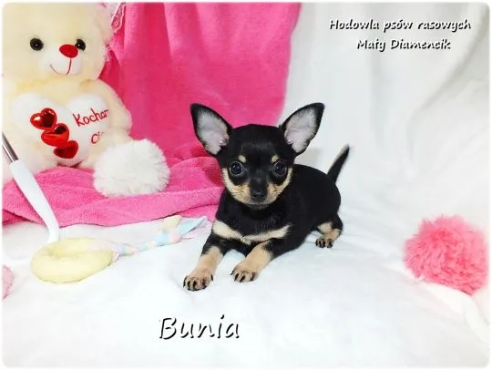 Mini Suczka BUNIA Ratlerek XS! Pinczer miniaturowy +Rodowód Do Odbioru Tel. 739052954, , Lubsko