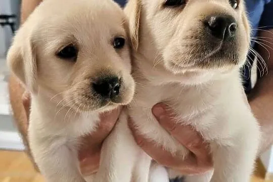 Labrador retriever pochodzenie fci, Świętokrzyskie, Strużki
