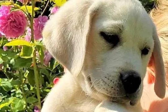 Labrador retriever pochodzenie fci, Świętokrzyskie, Strużki