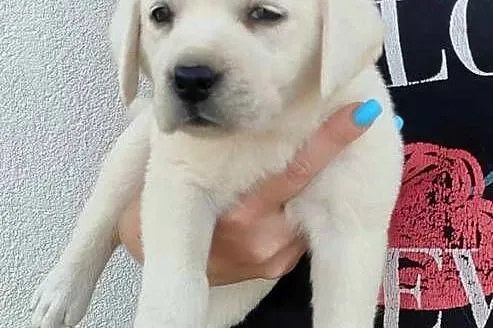 Labrador retriever pochodzenie fci, Świętokrzyskie, Strużki