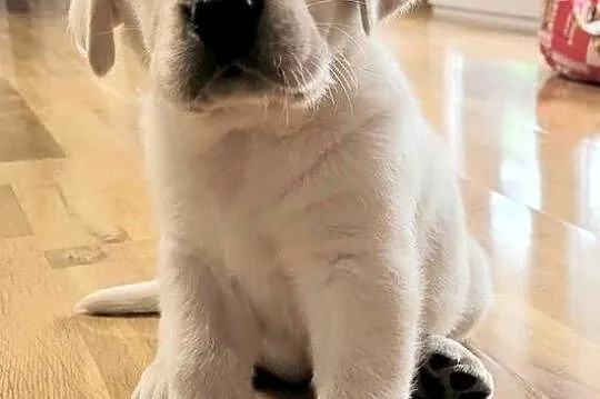 Labrador retriever pochodzenie fci, Świętokrzyskie, Strużki