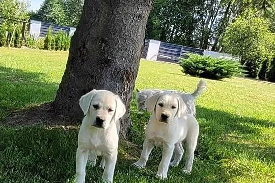 Labrador retriever pochodzenie fci, Świętokrzyskie, Strużki