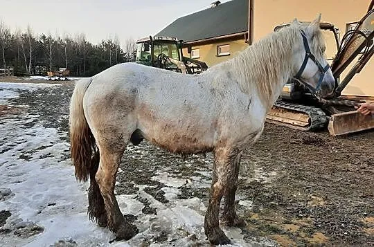 Wałach do zaprzęgu/hipoterapii, Gogołów