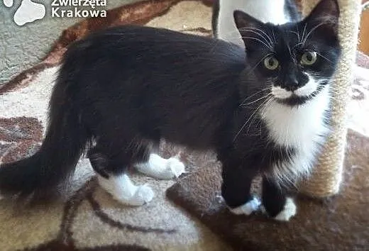Elegancka panieneczka Koteczka Chanel , małopolsk